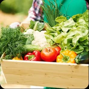 Fresh vegetables