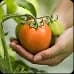 Fresh tomato